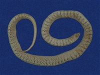 藏品(赤背松柏根)的圖片